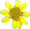 Wollastonia biflora